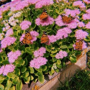 Meet your Posher, Kloe